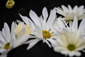 chrysanthemum 2025.03 dt