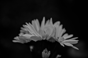 chrysanthemum 2025.02 dt bw