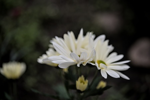chrysanthemum 2025.05 dt