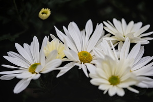 chrysanthemum 2025.07 dt