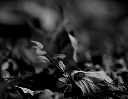 leaves 2025.08 dt bw