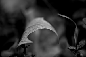 leaves 2025.10 dt bw