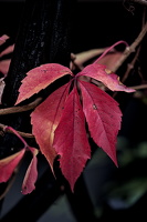 red.leaves.2025.14 dt (1)