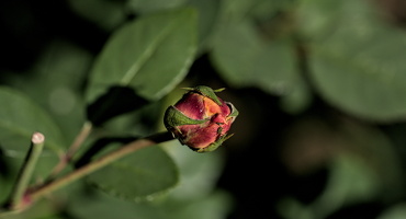 rosa centifolia 2025.37 dt d810 (1)