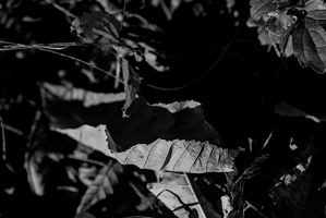 leaves 2025.15 dt bw