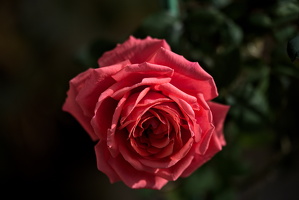 rosa centifolia 2025.39 dt d810 (1)