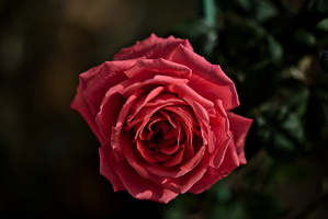 rosa centifolia 2025.38 dt d810 (2)