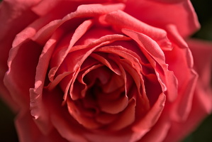 rosa centifolia 2025.40 dt d810 (1)