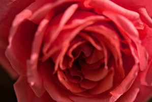 rosa centifolia 2025.41 dt d810 (1)