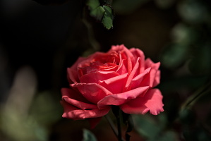 rosa centifolia 2025.42 dt d810 (1)