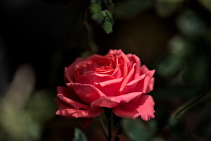 rosa centifolia 2025.43 dt d810 (1)