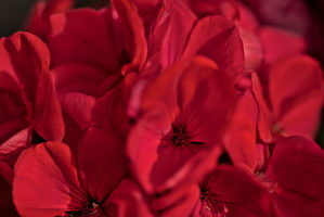 pelargonium 2025.01 dt