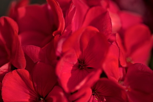 pelargonium 2025.02 dt