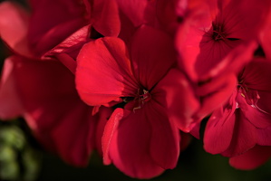 pelargonium 2025.03 dt