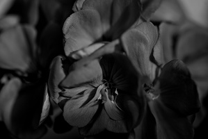pelargonium 2025.04 dt bw