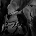pelargonium 2025.04 dt bw