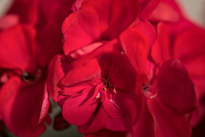 pelargonium 2025.04 dt