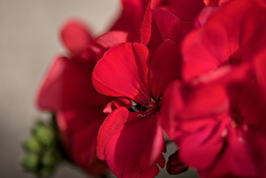 pelargonium 2025.05 dt