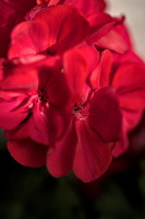pelargonium 2025.06 dt