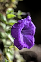 petunia 2025.07 dt
