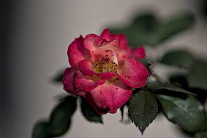 rosa centifolia 2025.44 dt d810 (1)