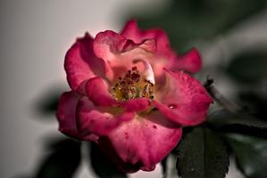 rosa centifolia 2025.45 dt d810 (1)