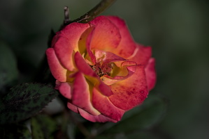 rosa centifolia 2025.46 dt d810 (1)