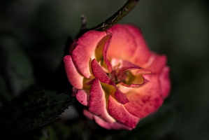 rosa centifolia 2025.47 dt d810 (1)