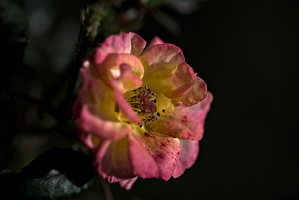 rosa centifolia 2025.48 dt d810 (1)