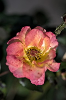 rosa centifolia 2025.49 dt d810 (1)