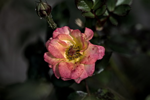 rosa centifolia 2025.50 dt d810 (1)