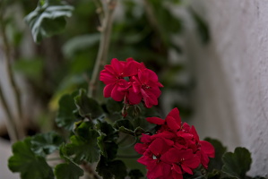 pelargonium 2025.09 dt