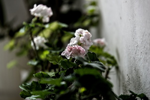 pelargonium 2025.07 dt