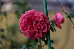 rosa centifolia 2025.52 dt d810