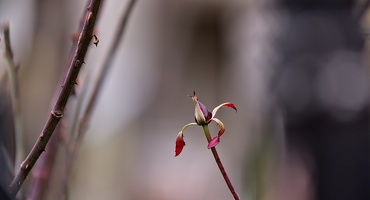 rosa centifolia 2025.53 dt d810