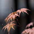 leaves 2025.29 dt