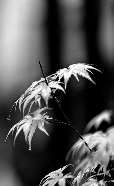 leaves 2025.29_dt_bw.jpg