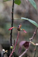 rosa centifolia 2025.55 dt