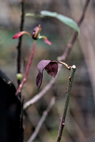 rosa centifolia 2025.56 dt