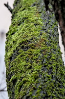 bryophite 2025.04 dt