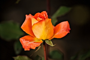 christmas rose 2025.02 dt