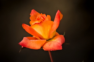 christmas rose 2025.01 dt