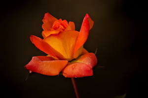 christmas rose 2025.03 dt