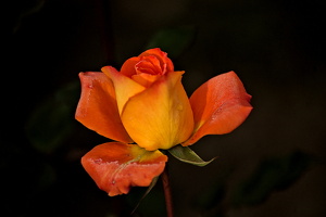 christmas rose 2025.04 dt