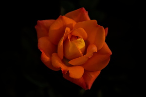 christmas rose 2025.05 dt