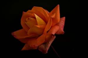 christmas rose 2025.06 dt