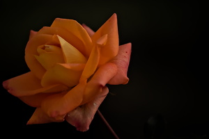 christmas rose 2025.07 dt