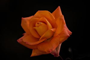 christmas rose 2025.08 dt