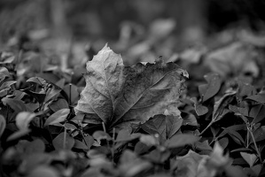 leaves 2025.35 dt bw