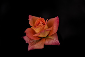 christmas rose 2025.09 dt